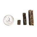 Crinoid Stem Fragment - Fossil