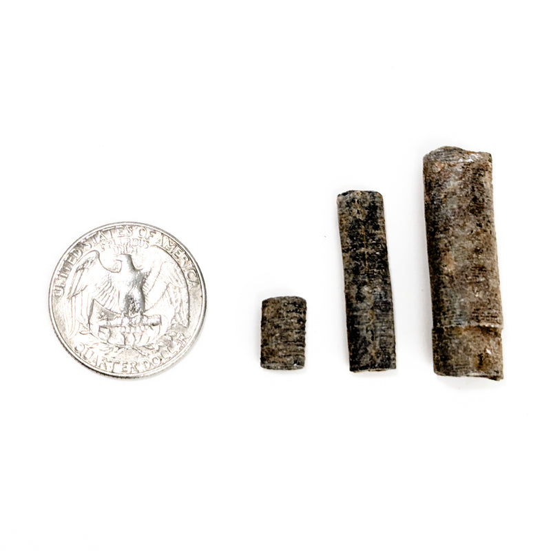 Crinoid Stem Fragment - Fossil