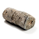 Crinoid Stem Fragment - Fossil