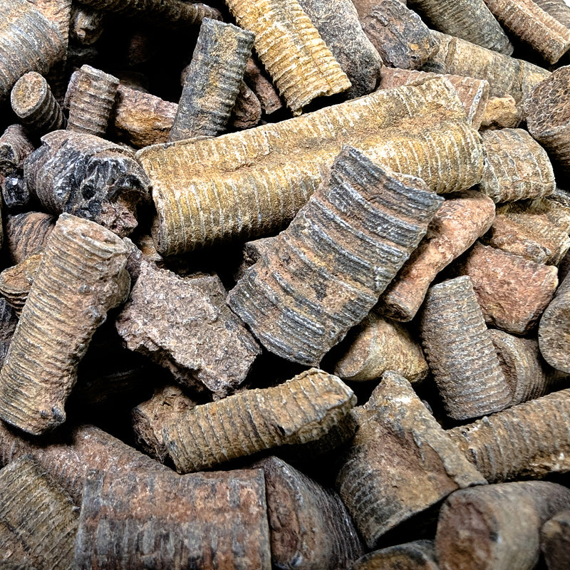 Crinoid Stem Fragment - Fossil