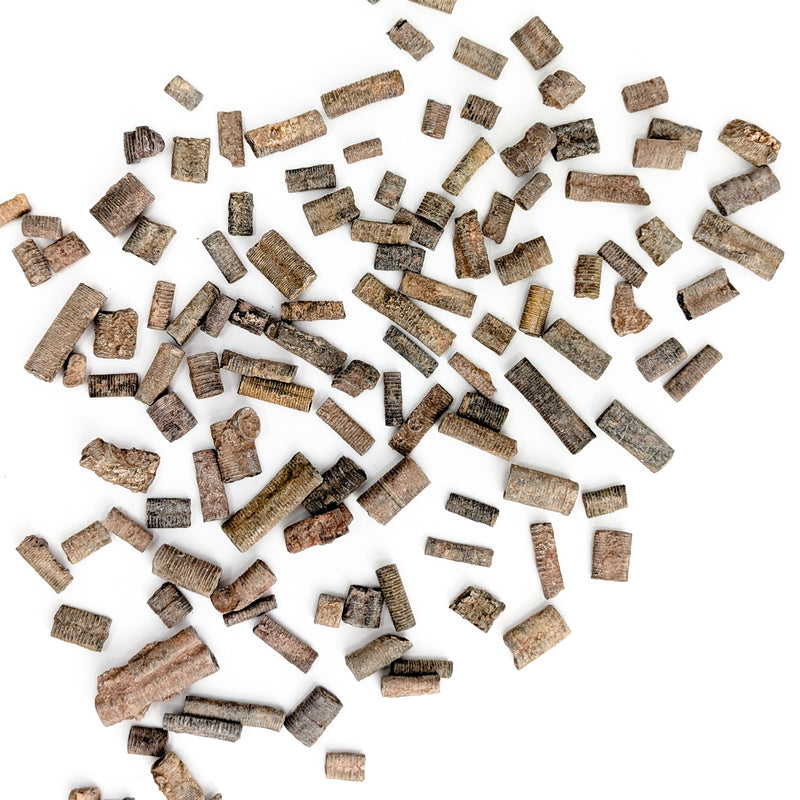 Crinoid Stem Fragment - Fossil