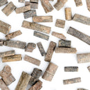 Crinoid Stem Fragment - Fossil