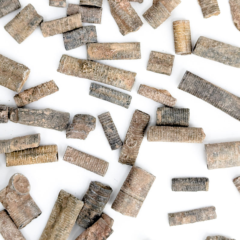 Crinoid Stem Fragment - Fossil