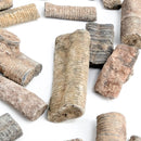 Crinoid Stem Fragment - Fossil