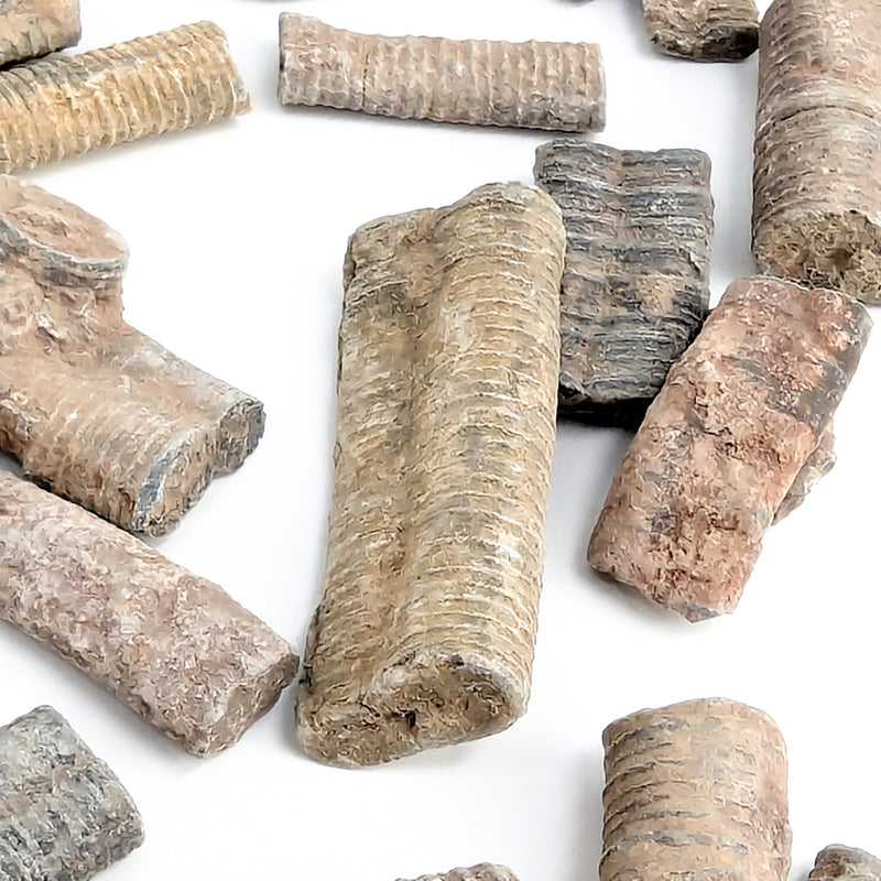 Crinoid Stem Fragment - Fossil