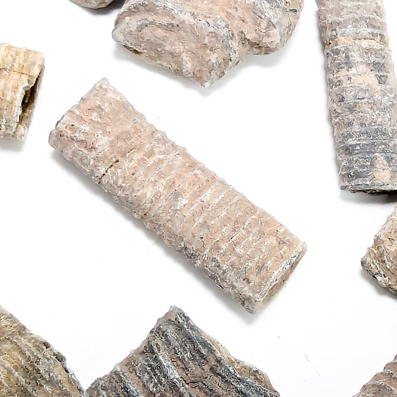 Crinoid Stem Fragment - Fossil