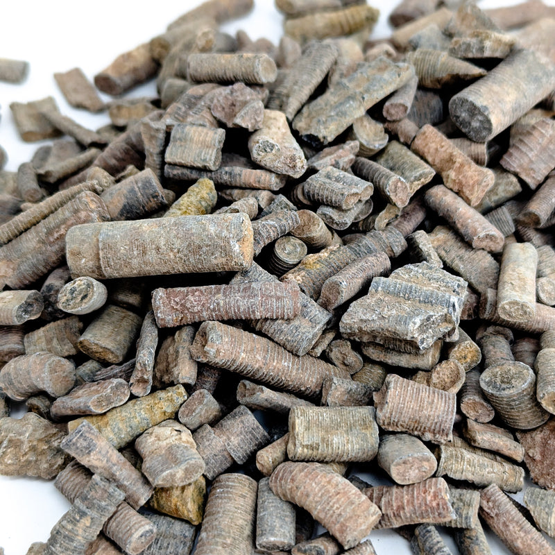 Crinoid Stem Fragment - Fossil