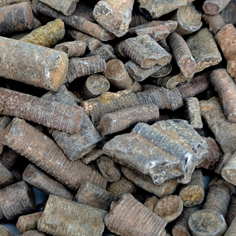 Crinoid Stem Fragment - Fossil