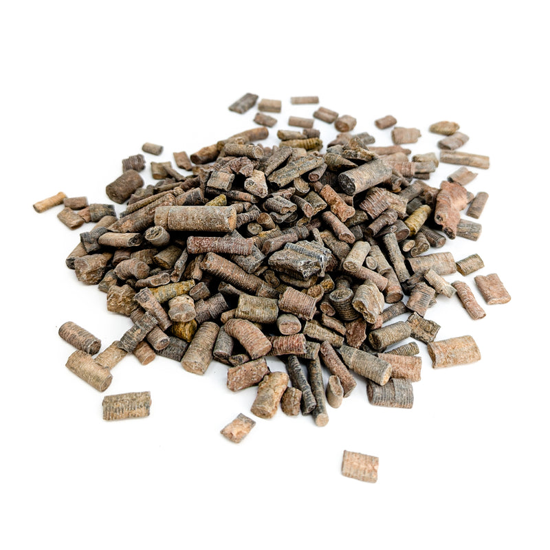 Crinoid Stem Fragment - Fossil