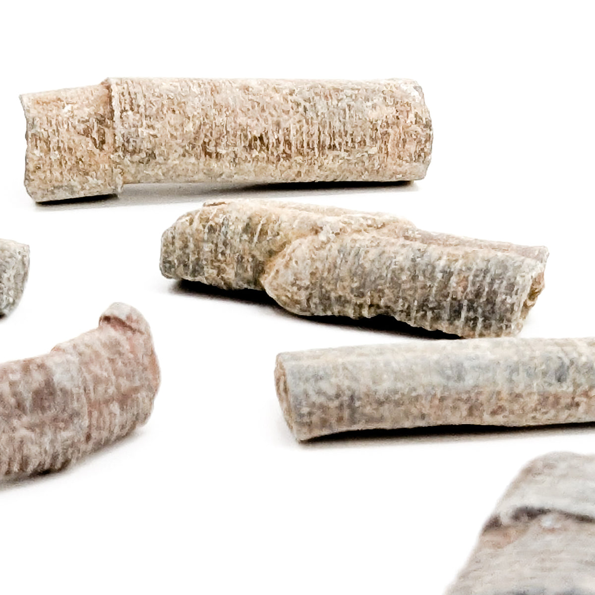 Crinoid Stem Fragment fossil from Morocco.