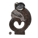 Crinoid with Orthoceras and Ammonite - Plaque - Fossil - Morocco - Devonian Era