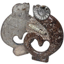Crinoid with Orthoceras and Ammonite - Plaque - Fossil - Morocco - Devonian Era