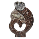 Crinoid with Orthoceras and Ammonite - Plaque - Fossil - Morocco - Devonian Era