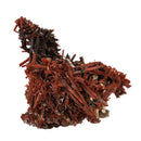 Crocoite - Specimen