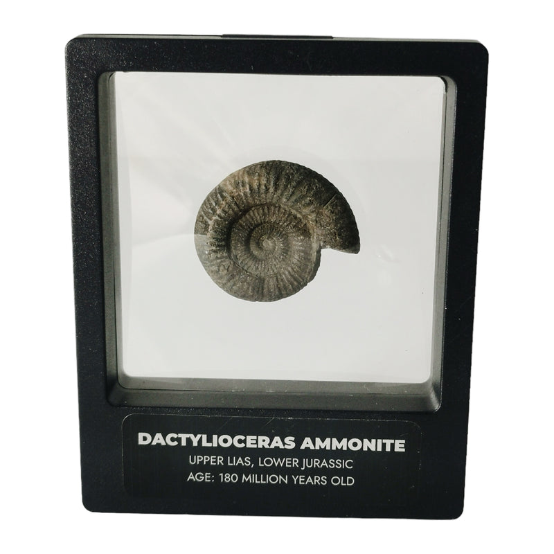 Dactylioceras Ammonite - Fossil