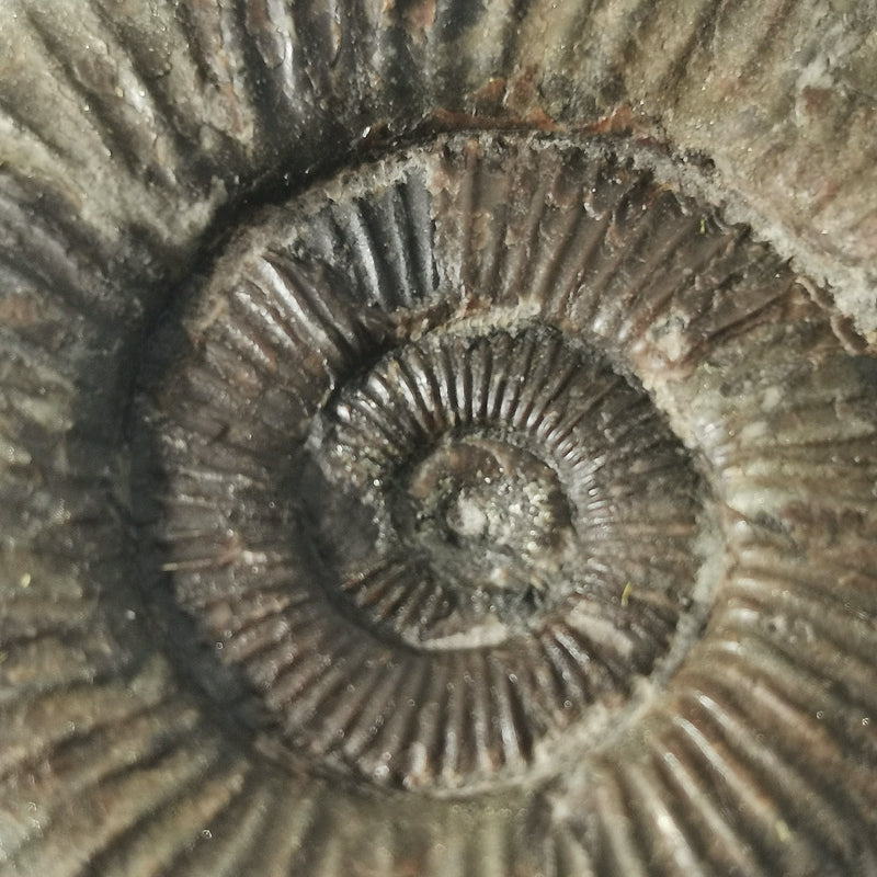 Dactylioceras Ammonite - Fossil