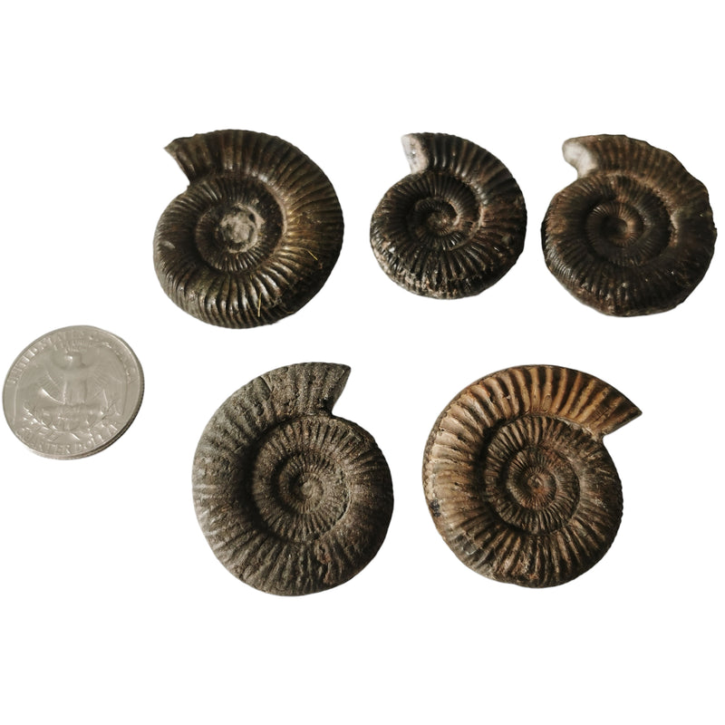 Dactylioceras Ammonite - Fossil