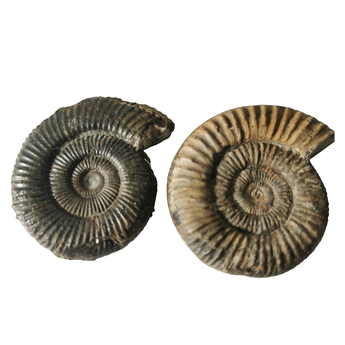 Dactylioceras Ammonite fossil from Yorkshire, England, Whitby Mudstone Formation, Early–Middle Toarcian.
