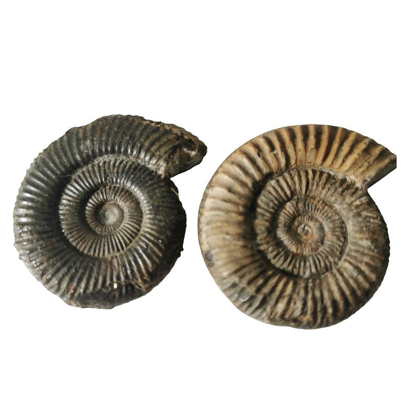 Dactylioceras Ammonite - Fossil