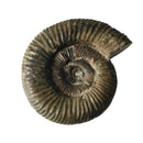 Dactylioceras Ammonite - Fossil