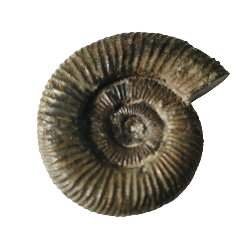 Dactylioceras Ammonite - Fossil