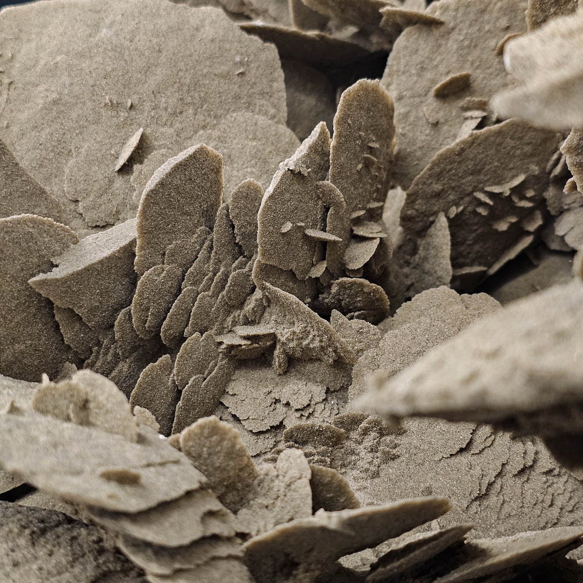 Desert Rose (Gypsum) statement specimen.