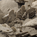 Desert Rose (Gypsum) - Statement Specimen