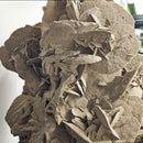 Desert Rose (Gypsum) - Statement Specimen