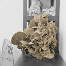 Desert Rose (Gypsum) - Statement Specimen