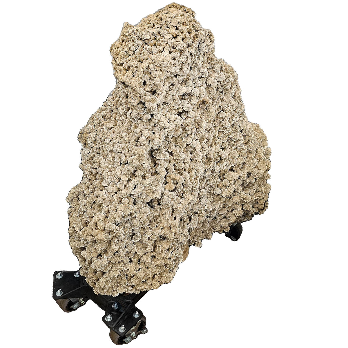 Desert Rose (Selenite) rolling stand statement specimen, a variety of gypsum, from Samalayuca Desert, Ahumada Municipality, Chihuahua, Mexico.