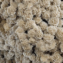 Desert Rose (Selenite) - Rolling Stand - Statement Specimen