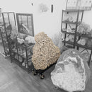 Desert Rose (Selenite) - Rolling Stand - Statement Specimen