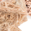Desert Rose (Gypsum) - Mineral