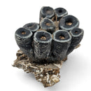 Desmostylus Tooth - Fossil Specimen