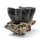 Desmostylus Tooth - Fossil Specimen