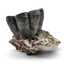 Desmostylus Tooth - Fossil Specimen