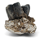 Desmostylus Tooth - Fossil Specimen