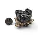 Desmostylus Tooth - Fossil Specimen