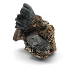 Desmostylus Tooth - Fossil Specimen