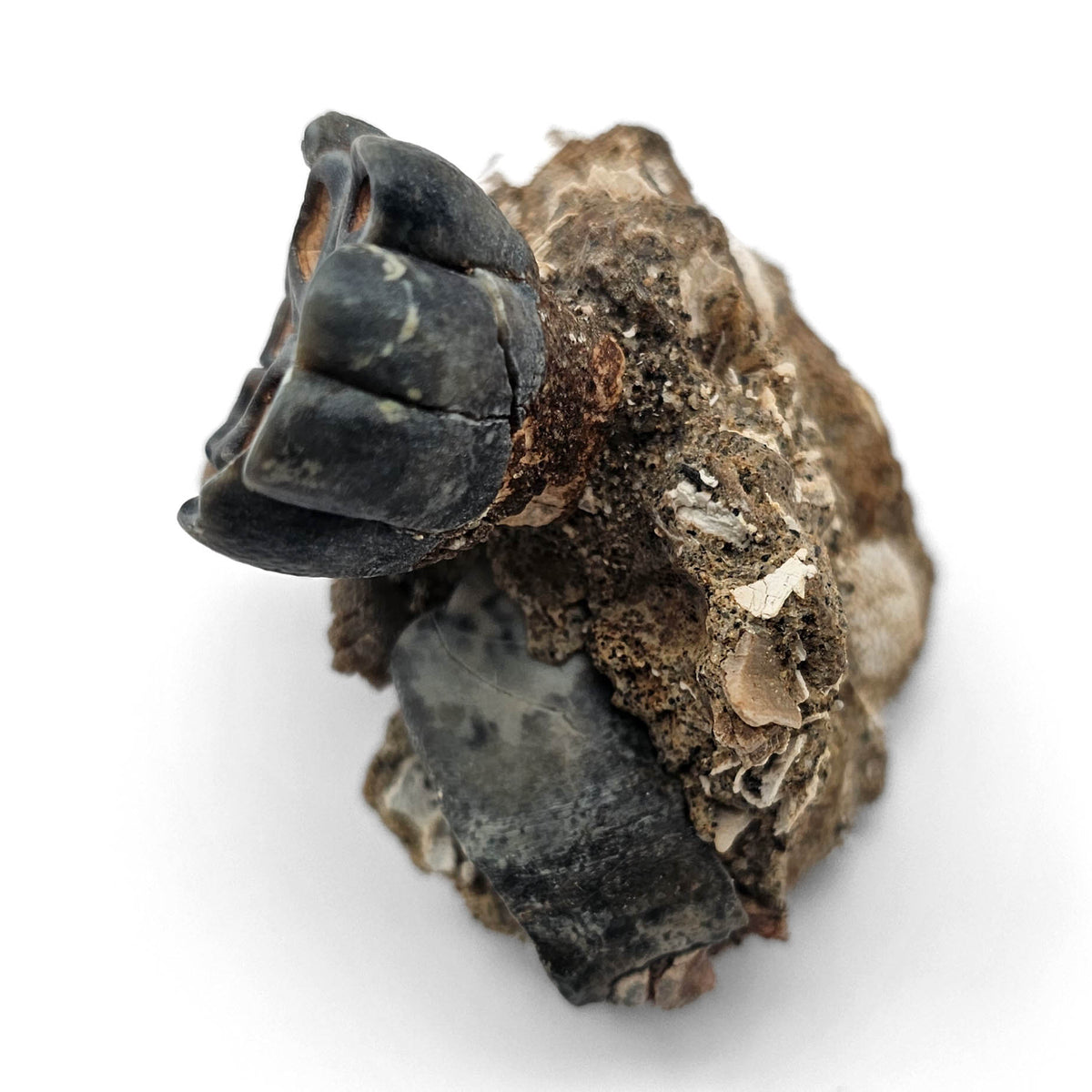 Desmostylus Tooth fossil specimen, Temblor Formation, Middle Miocene.