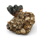 Desmostylus Tooth - Fossil Specimen