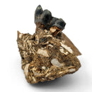 Desmostylus Tooth - Fossil Specimen