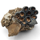 Desmostylus Tooth - Fossil Specimen