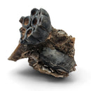 Desmostylus Tooth - Fossil Specimen