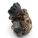 Desmostylus Tooth - Fossil Specimen