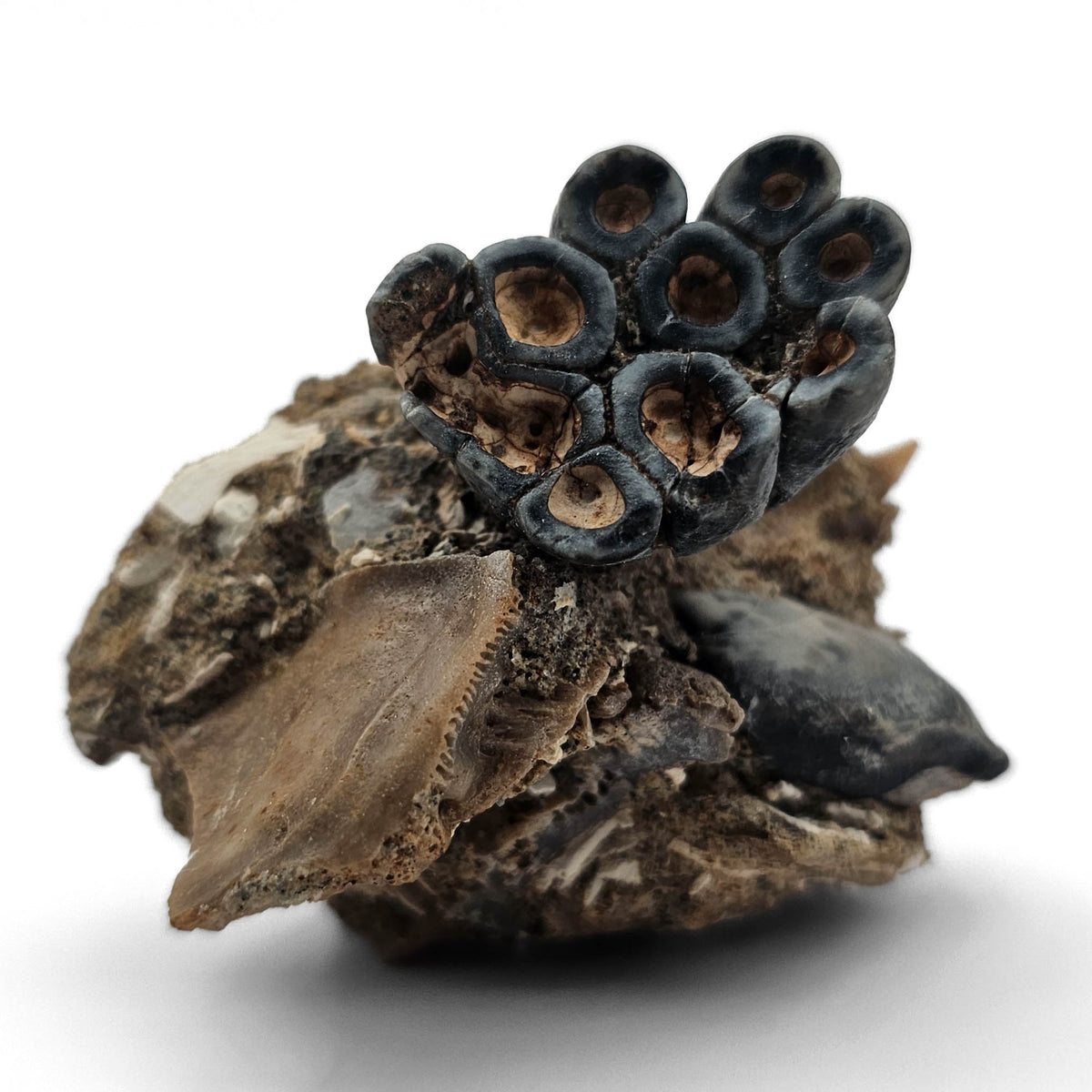 Desmostylus Tooth fossil specimen, Temblor Formation, Middle Miocene.