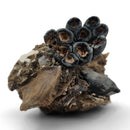 Desmostylus Tooth - Fossil Specimen