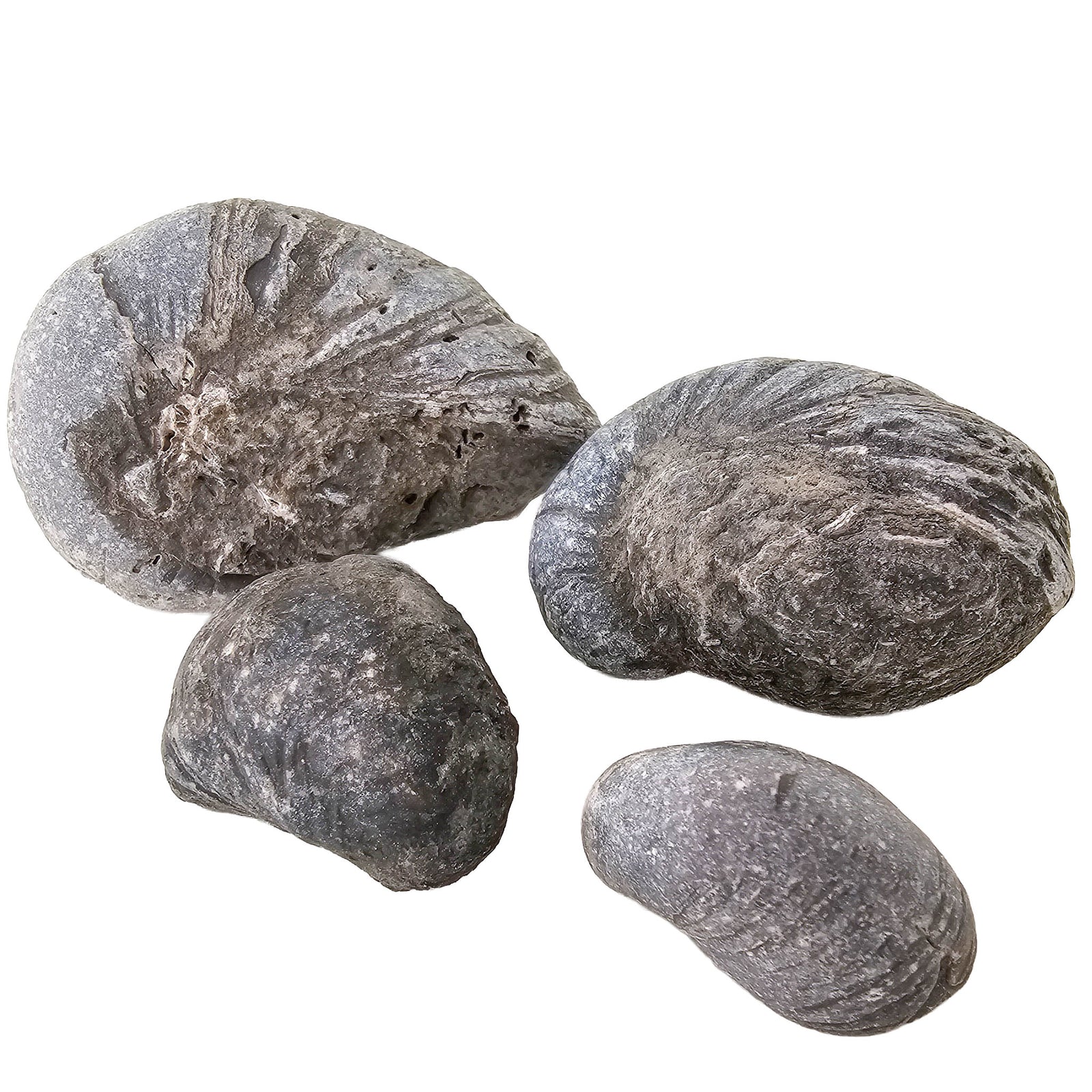 Devil's Toenail (Gryphaea) - Oyster Fossil