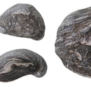 England - Jurassic - Devils Toenail - Fossil