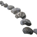 England - Jurassic - Devils Toenail - Fossil